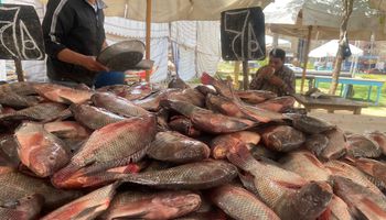 انخفاض أسعار السمك ببورسعيد
