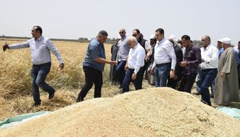 "سنابل الخير" فرحة بين مزارعى جنوب بورسعيد خلال حصاد محصول القمح..