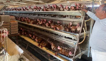 أعلاف الدواجن