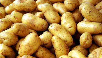 ارتفاع سعر البطاطس 