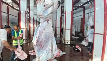  أضحية خلال عيد الأضحى 