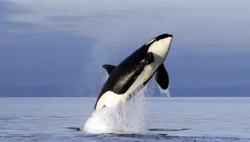الحيتان القاتلة 