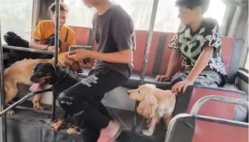 انتشار كلاب داخل أتوبيسات النقل العام
