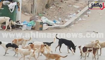 هجوم الكلاب الضارة علي قرية منيا الحيط بالفيوم