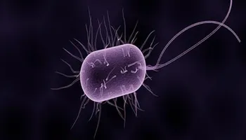 جرثومة المعدة