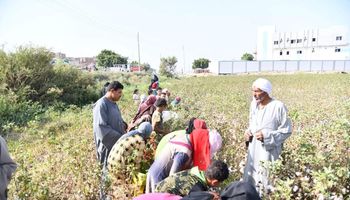 مساحة الأراضي المزروعة بالقطن بالفيوم 