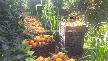 حصاد البرتقال 