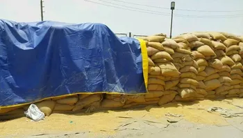 القمح 
