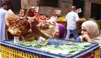 أسعار الدواجن في السوق 
