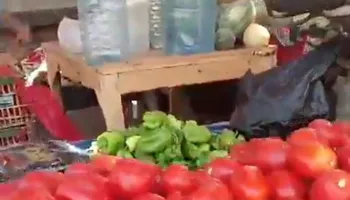 الطماطم 