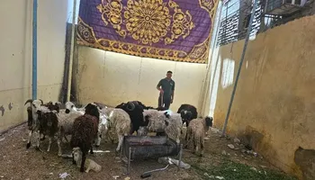 الماشية 