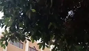 محيط اللجان 