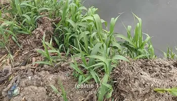 الحادث 