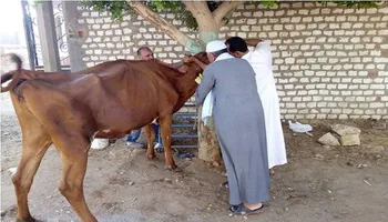 تحصين الثروة الحيوانية ببنى سويف 