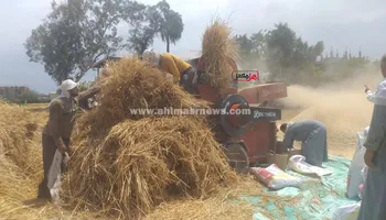 محصول القمح  