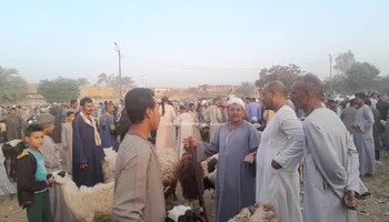 سوق الماشية بسوهاج 
