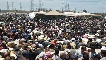 سوق الماشية بكفر الشيخ 