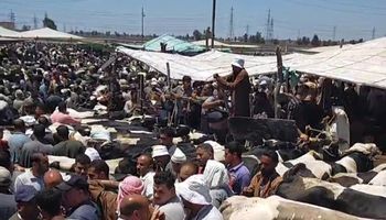 سوق الماشية بكفر الشيخ 