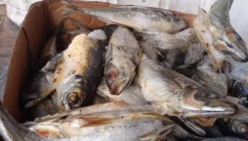 المنوفية