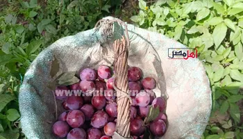 حصاد البرقوق 