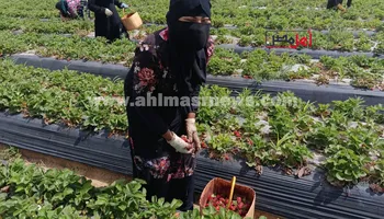 حصاد الفراولة