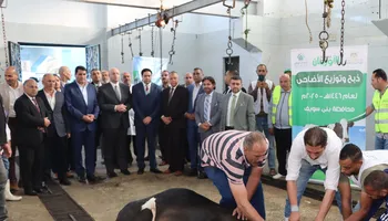 ذبح الأضاحي ببنى سويف 