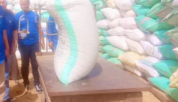 محصول القمح 