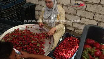 مراحل تجهيز الفراولة في المصانع