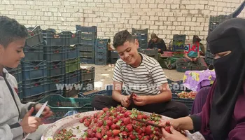 مراحل تجهيز الفراولة في المصانع
