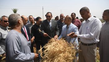 موسم توريد القمح في قنا 