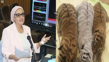 النائبة سميرة الجزار تدين إعدام نمور واسود حديقة حيوان الجيزة 