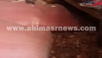 الغلال 