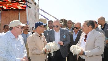 محصول القطن ببنى سويف 