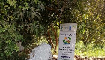 الفاعلية 