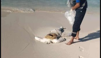 جثة متحللة هجرة غير شرعية غرب مطروح 