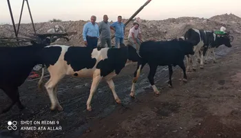 شن حملة مكبرة لجمع المواشي الهائمة في شوارع بورسعيد 