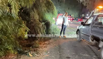 صور سقوط شجرة ضخمة بالإسماعيلية 