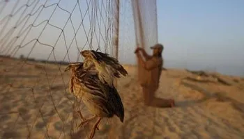 محافظة مطروح