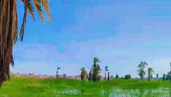 منسوب النيل في أراضي طرح النيل بقنا