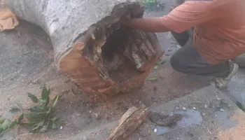قطع الأشجار