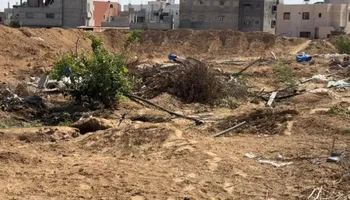 سقوط شجرة الزيتون 