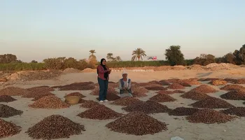 صور مسطاح البلح
