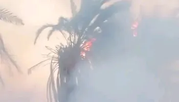 اشجار النخيل