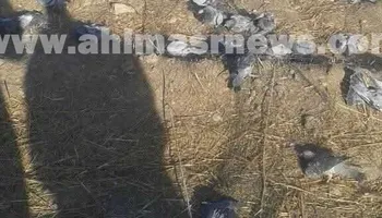 إبادة  الحمام الجبلي في قنا 