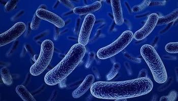 فيروس ماربورغ