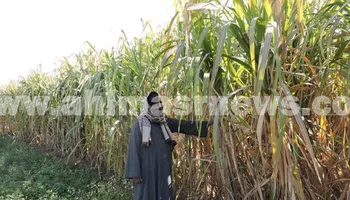 قصب السكر بقنا 