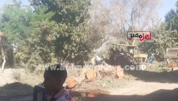 قطع الاشجار المعمرة 