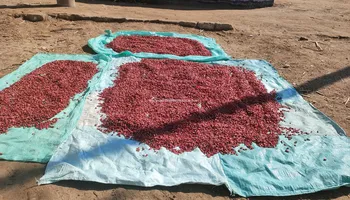 موسم حصاد الشطه