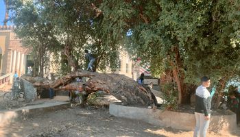 الشجره الباكية