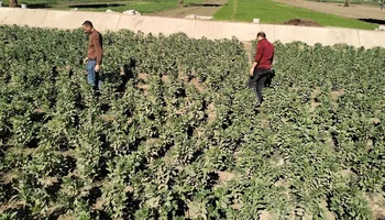 المحاصيل الشتوية